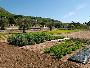 Le Rouret - Agriculture - Agrandir l'image (fenêtre modale)