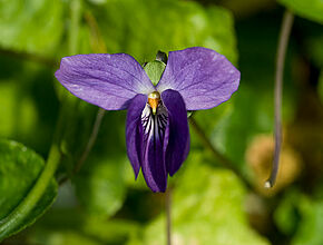 Tourrettes-sur-Loup - La violette - Agrandir l'image (fenêtre modale)