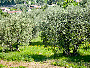 Chateauneuf - L'oliveraie - Agrandir l'image (fenêtre modale)